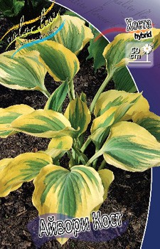 Hosta Ivory Coast 278,7 .  2 .jpg