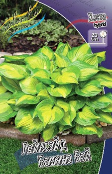 Hosta Lakeside Banana Bay 278,7 .  2 .jpg