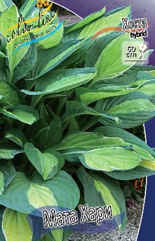 Hosta Mata Hari 278,7 .  2 .jpg