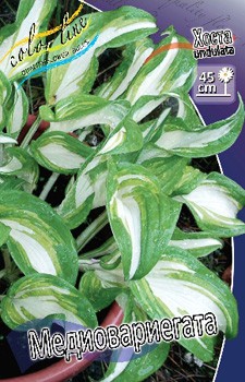 Hosta Mediovariegata 181,5 .  5 .jpg