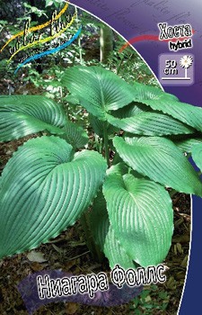 Hosta Niagara Falls 254,4 .  2 .jpg