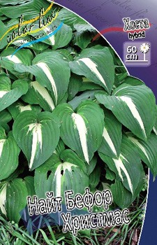 Hosta Night Before Christmas 193,7 .  2 .jpg