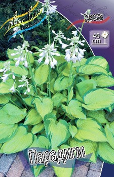 Hosta Paradigm 242,2.  2 .jpg