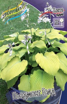 Hosta Piedmont Gold 211,9 .  3 .jpg