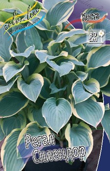 Hosta Regal Splendor 248,3 .  3 .jpg