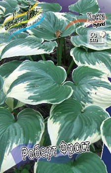 Hosta Robert Frost 175,4.  3 .jpg