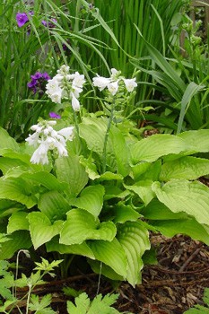 Hosta Royal Standard 163,3.  5 .jpg