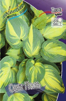 Hosta Saint Paul 278,7 .  2 .jpg