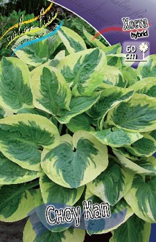 Hosta Snow Cap 157,2 .  3 .jpg