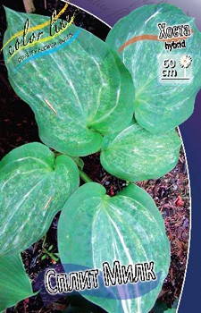 Hosta Spilt Milk 341,8.  2 .jpg