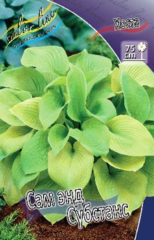 Hosta Sum And Substance 211,9 .  3 .jpg