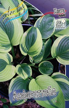 Hosta Unforgettable 211,9 .  3 .jpg