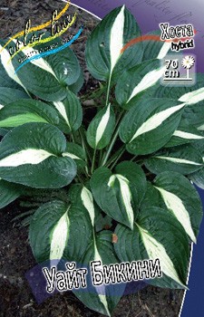 Hosta White Bikini 278,7 .  2 .jpg