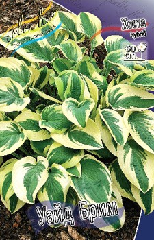 Hosta Wide Brim 224 .  5 .jpg