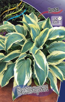 Hosta Wolverine 175,4 .  3 .jpg