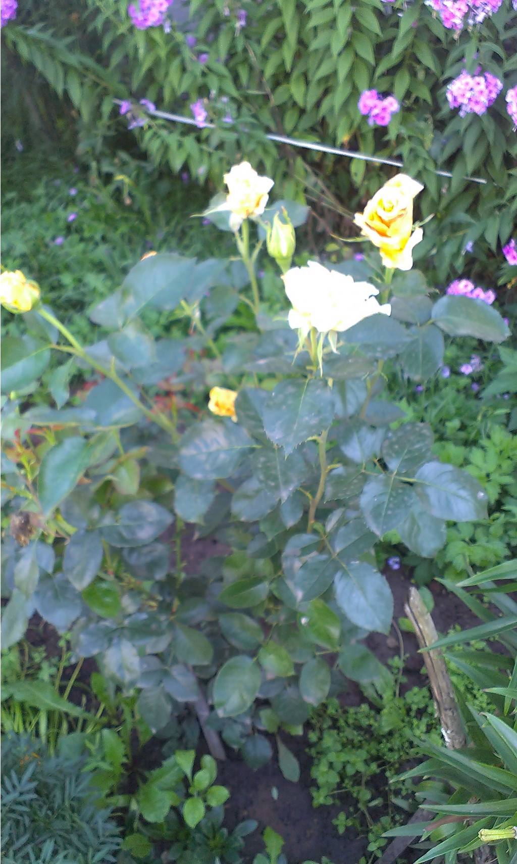 IMAG0071[1]