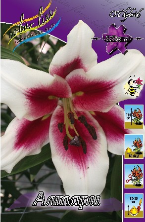 Lilium Altari 260,9 .  10 ..jpg