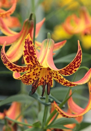 Lilium Canadense  650,9 .  2 ..jpg