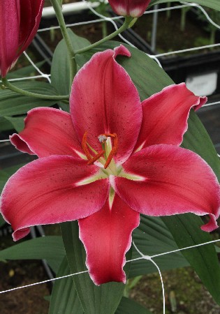 Lilium Cadenza NEW 254,5 .  10 ..jpg