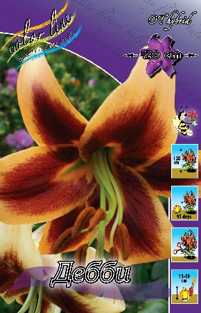 Lilium Debby 292,8 .  10 ..jpg