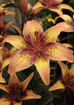 Lilium Golden Brown NEW 254,5 .  10 ..jpg