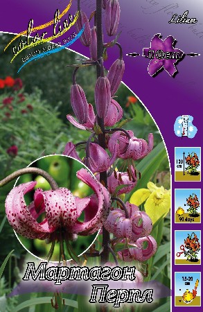 Lilium Martagon Purple  410,2 .  2 ..jpg