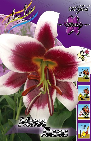 Lilium Miss Lily 292,8 .  10 ..jpg