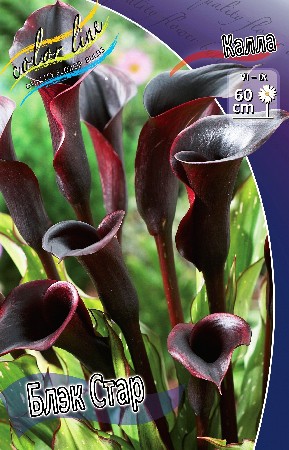 Zantedeschia Black Star 153,6 .  3 ..jpg