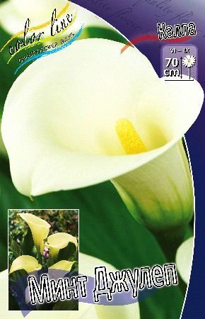 Zantedeschia Mint Julip 200,9 .  3 ..jpg