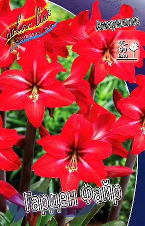 Hippeastrum Garden Fire 217,9    2 .jpg