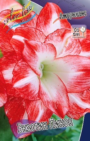 Hippeastrum Exotic Peacock 230,10    1 .jpg