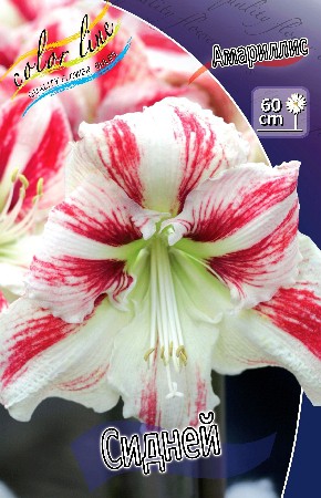 Hippeastrum Sydney 171,8    1 .jpg