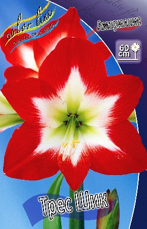 Hippeastrum Tres Chic 281,1    1 .jpg