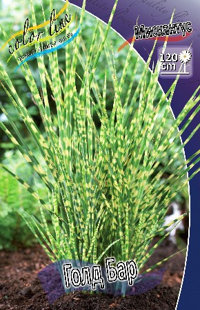 26_Miscanthus Gold Bar 407,4 .  2 ..jpg