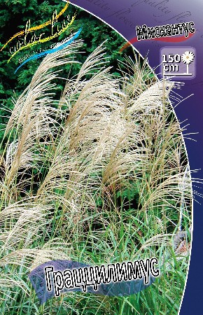 27_Miscanthus Gracillimus 215,5 .  3 ..jpg