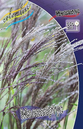 31_Miscanthus Malepartus 215,5 .  3 ..jpg