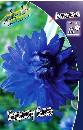 52_Aquilegia Barlow Blue 120,8 .  5 ..jpg