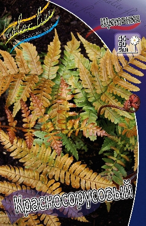 59_Dryopteris erythrosora  198,5 .  2 ..jpg