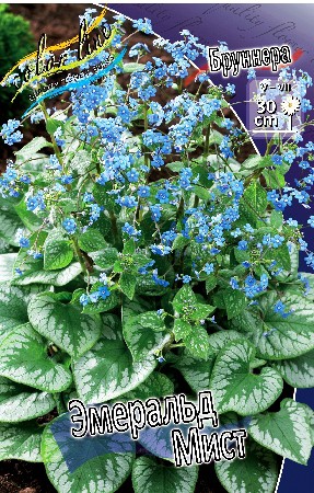 124_Brunnera Emerald Mist 211,9 .  1 ..jpg