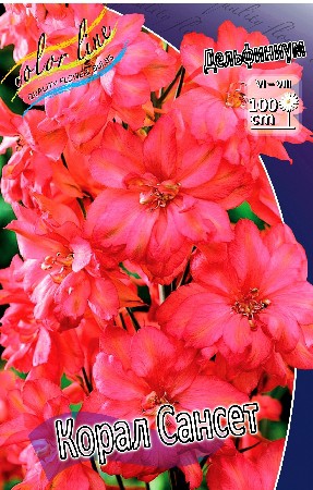 221_Delphinium Coral Sunset 412,3 .  1 .jpg