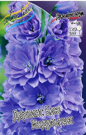 222_Delphinium Darwin's Blue Indulgence 242,2 .  2 .jpg