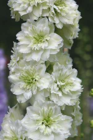 239_Delphinium Highlander Morning Sunrise NEW 193,7 .  1 .jpg