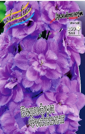 251_Delphinium Wishful Thinking 242,2 .  2 .jpg