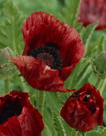 415_Papaver Chocolate Distinction 208,2 .  2 .jpg