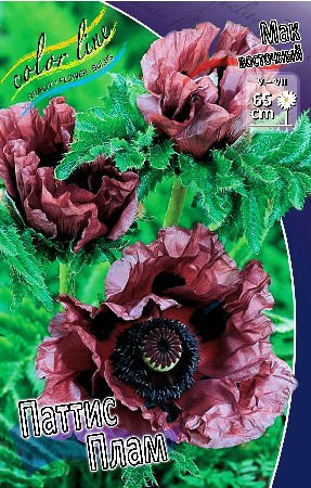 427_Papaver Pattys Plum 205,3 .  2 .jpg