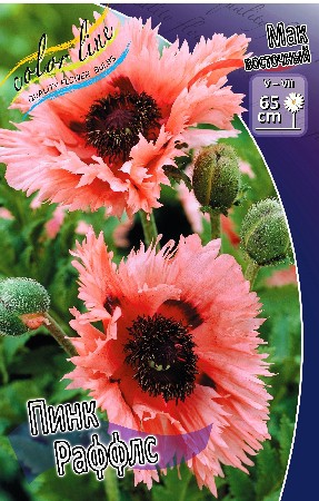 430_Papaver Pink Ruffles 232,5 .  2 .jpg