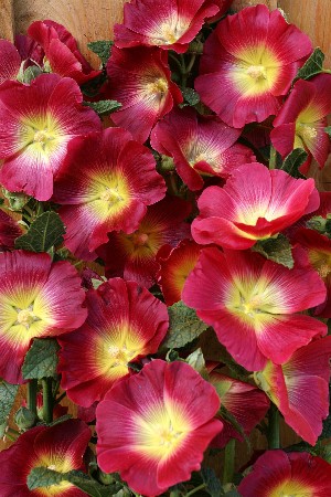 444_Alcea Halo Red NEW 241.  3 .jpg