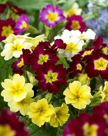 544_Primula elatior mixed  302,2 .  3 ..jpg