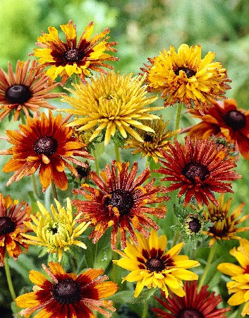 564_Rudbeckia Chim Chiminee  193,7.  3 ..jpg