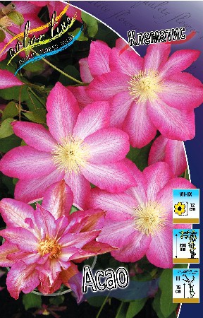 Clematis Asao 547,10 .  5 .jpg